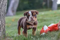 Rosie, a female English Bulldog and Beagle for sale in Millersburg, OH – 2 of 10