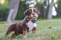 Rocket, a male English Bulldog and Beagle for sale in Millersburg, OH – 2 of 10