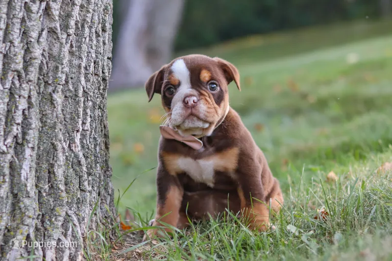 Rosie – English Bulldog, Beagle puppy for sale in Millersburg, OH