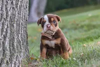 Rosie, a female English Bulldog and Beagle for sale in Millersburg, OH – 1 of 10