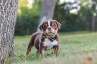 Rocket, a male English Bulldog and Beagle for sale in Millersburg, OH – 7 of 10