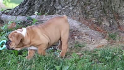 Chloe, a female French Bulldog for sale in Millersburg, OH – 10 of 10