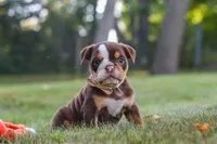 Rosie, a female English Bulldog and Beagle for sale in Millersburg, OH – 8 of 10