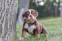 Rocket, a male English Bulldog and Beagle for sale in Millersburg, OH – 9 of 10