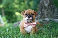 Chloe, a female French Bulldog for sale in Millersburg, OH – 7 of 10