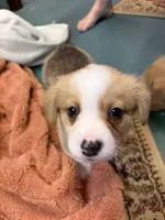 Jax, a male Pembroke Welsh Corgi for sale in North Port, FL – 2 of 4