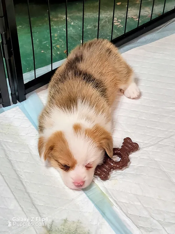 Moxi – Pembroke Welsh Corgi puppy for sale in North Port, FL