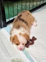 Moxi, a female Pembroke Welsh Corgi for sale in North Port, FL – 1 of 2
