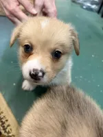 Chubs, a male Pembroke Welsh Corgi for sale in North Port, FL – 3 of 3