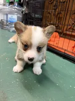 Max, a male Pembroke Welsh Corgi for sale in North Port, FL – 2 of 4