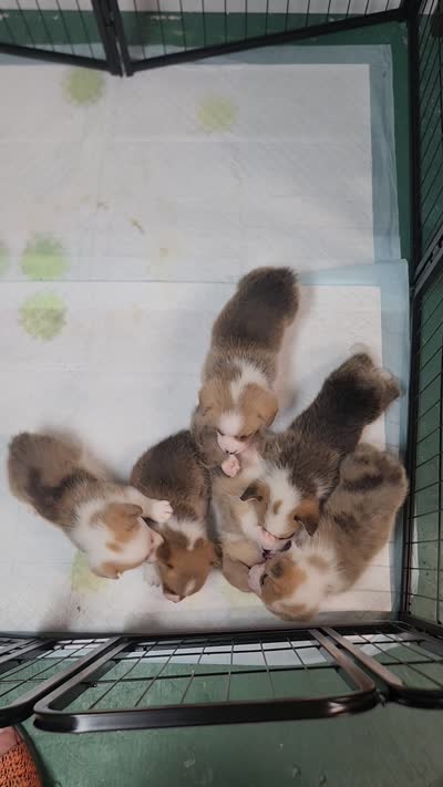 Moxi, a female Pembroke Welsh Corgi for sale in North Port, FL – 2 of 2
