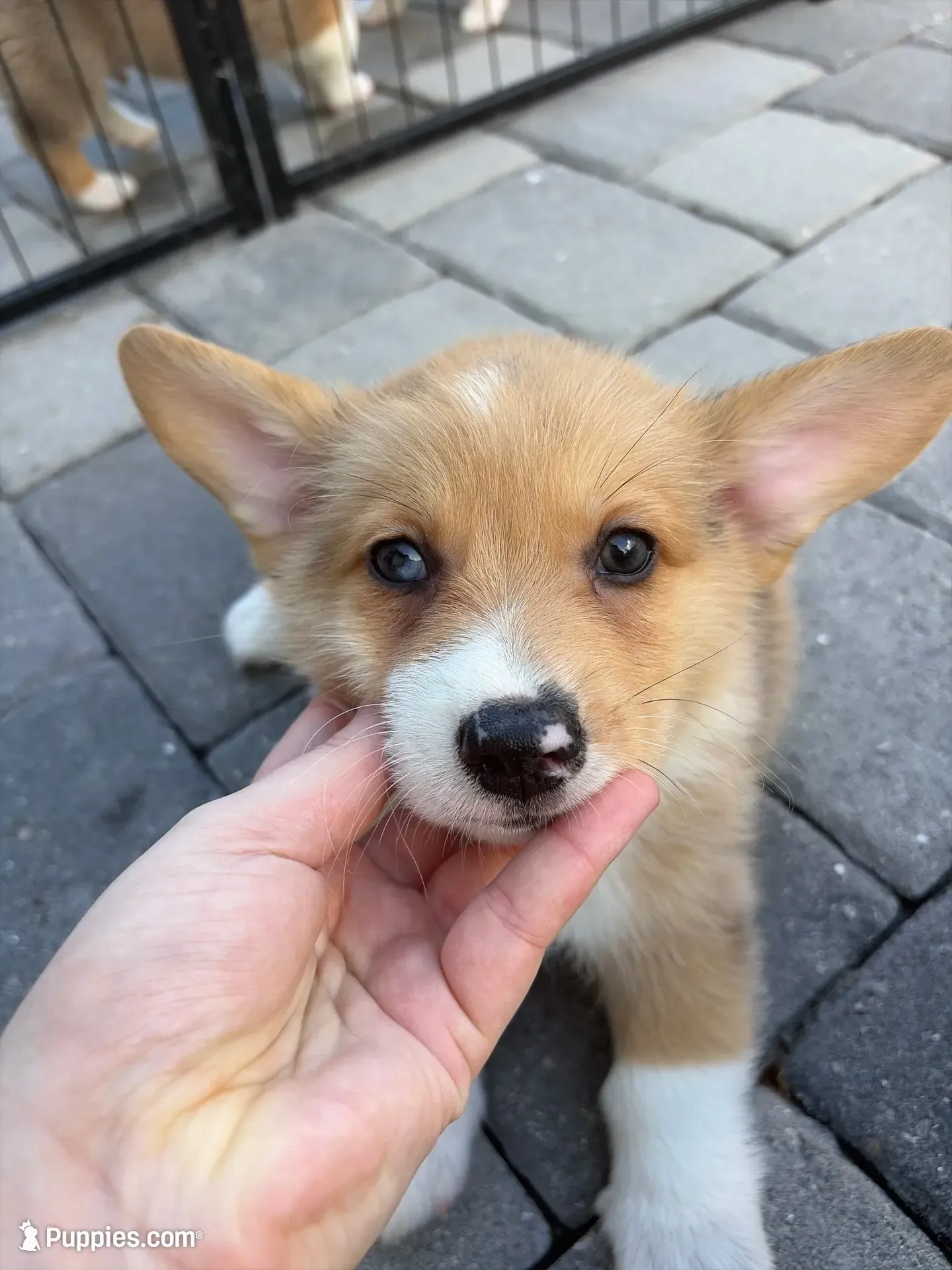 Chubs, a male Pembroke Welsh Corgi for sale in North Port, FL – 1 of 3
