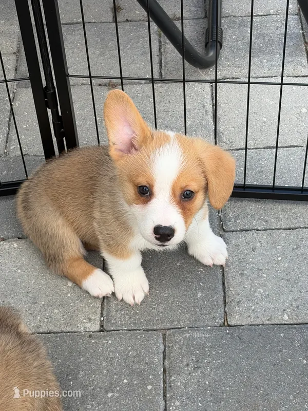 Jax – Pembroke Welsh Corgi puppy for sale in North Port, FL