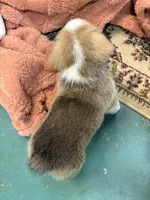 Jax, a male Pembroke Welsh Corgi for sale in North Port, FL – 4 of 4