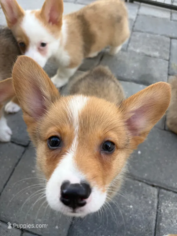 Runtlee – Pembroke Welsh Corgi puppy for sale in North Port, FL