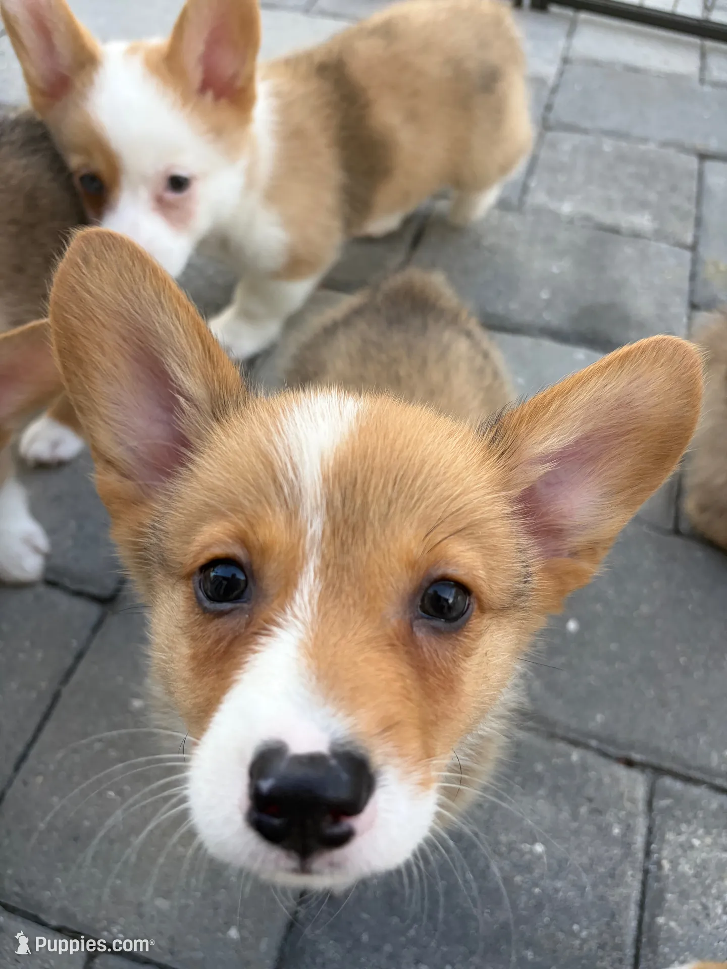 Runtlee, a male Pembroke Welsh Corgi for sale in North Port, FL – 1 of 3