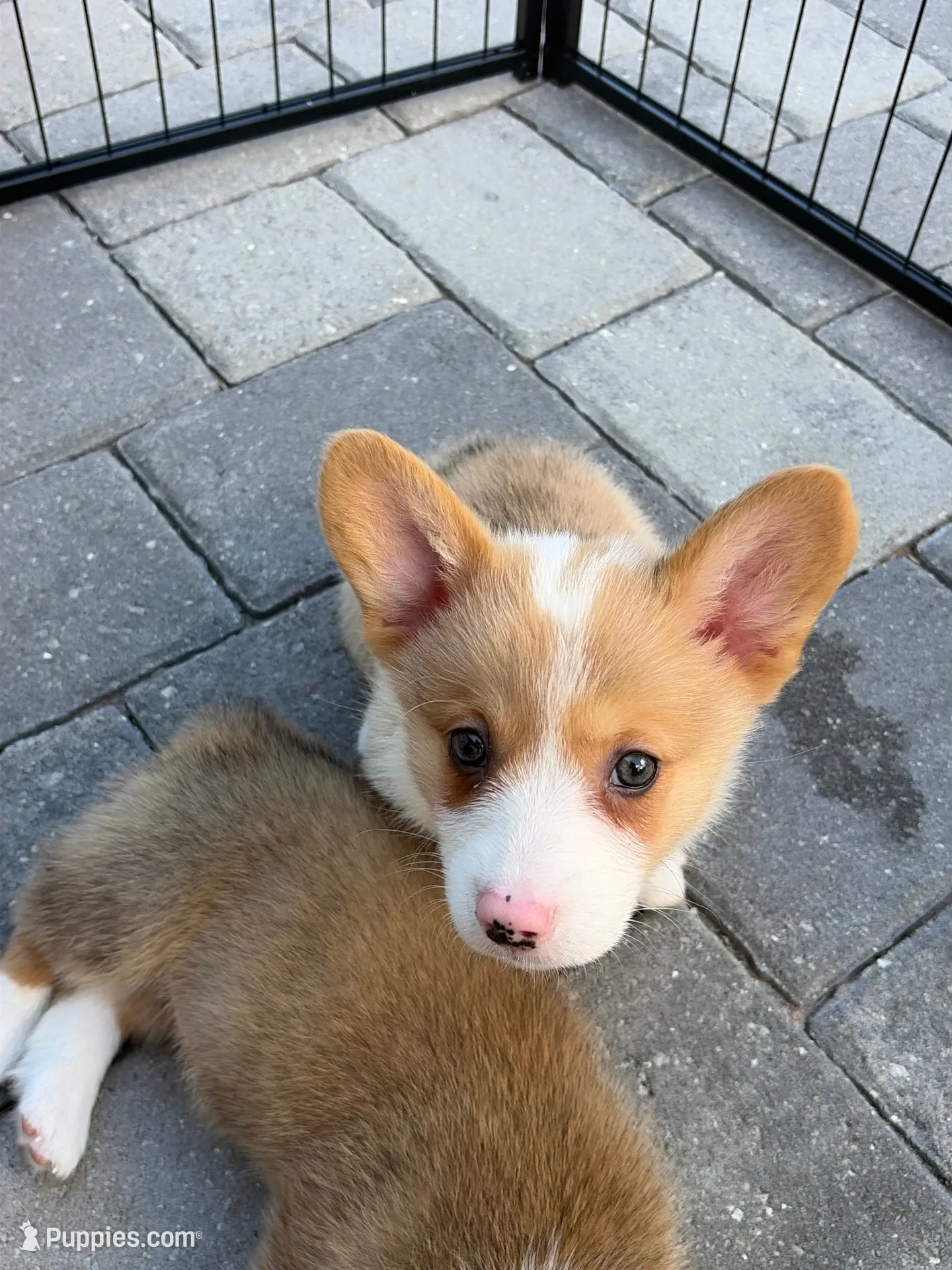 Luna, a female Pembroke Welsh Corgi for sale in North Port, FL – 1 of 3