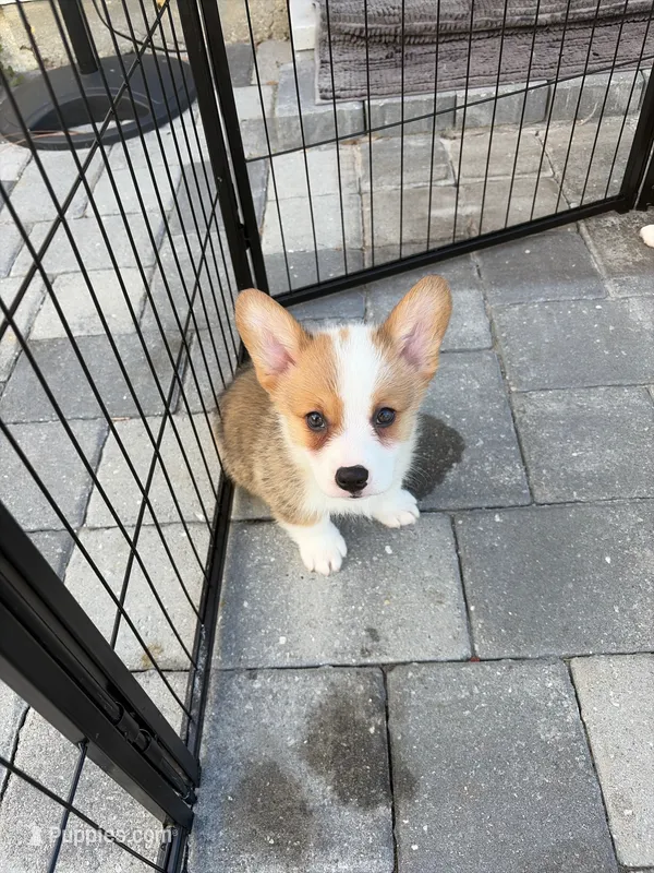 Max – Pembroke Welsh Corgi puppy for sale in North Port, FL