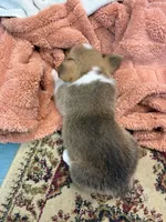 Runtlee, a male Pembroke Welsh Corgi for sale in North Port, FL – 3 of 3