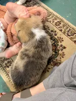 Chubs, a male Pembroke Welsh Corgi for sale in North Port, FL – 2 of 3