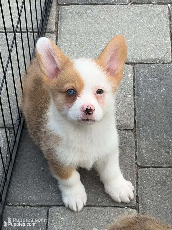 Moxi – Pembroke Welsh Corgi puppy for sale in North Port, FL