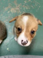 Runtlee, a male Pembroke Welsh Corgi for sale in North Port, FL – 2 of 3