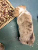 Luna, a female Pembroke Welsh Corgi for sale in North Port, FL – 3 of 3