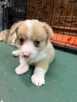 Luna, a female Pembroke Welsh Corgi for sale in North Port, FL – 2 of 3