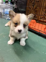 Max, a male Pembroke Welsh Corgi for sale in North Port, FL – 4 of 4