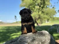 Kia, a female Rottweiler for sale in Sheldon, WI – 1 of 2