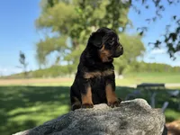 Kia, a female Rottweiler for sale in Sheldon, WI – 2 of 2