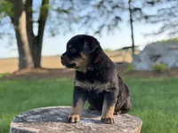 Rotty , a male Rottweiler for sale in Sheldon, WI – 2 of 2