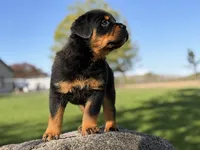 Rotty , a male Rottweiler for sale in Sheldon, WI – 2 of 2