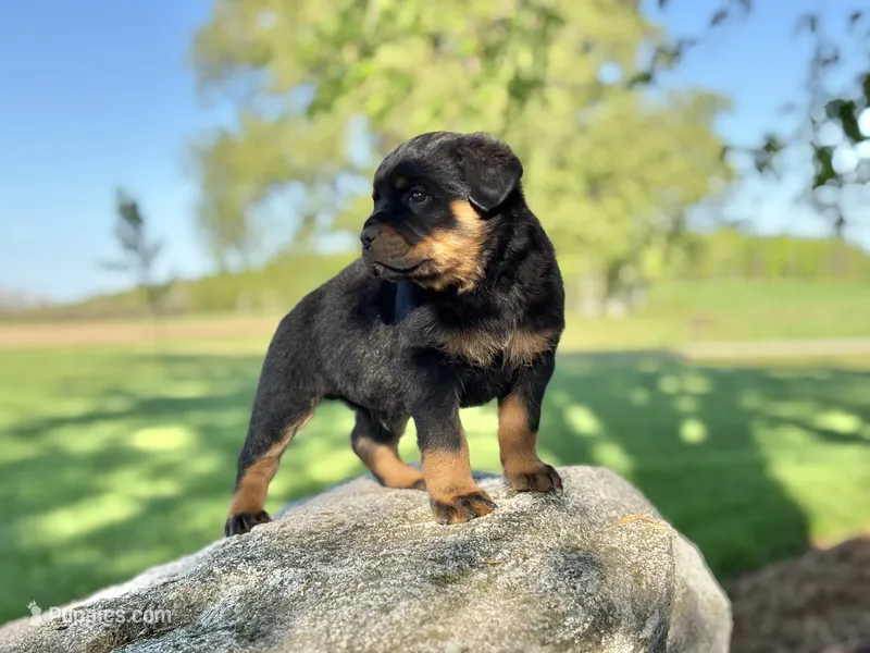 Rotty  – Rottweiler puppy for sale in Sheldon, WI