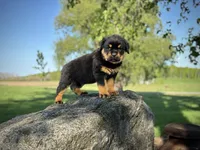 Rotty , a male Rottweiler for sale in Sheldon, WI – 2 of 2