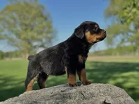 Rotty , a male Rottweiler for sale in Sheldon, WI – 2 of 2