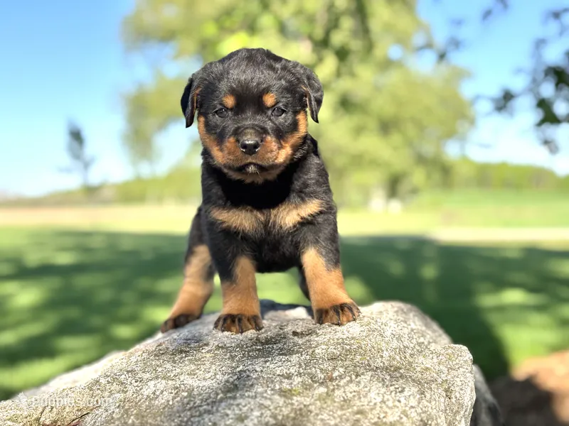 Rotty  – Rottweiler puppy for sale in Sheldon, WI