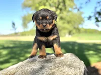 Rotty , a male Rottweiler for sale in Sheldon, WI – 1 of 2