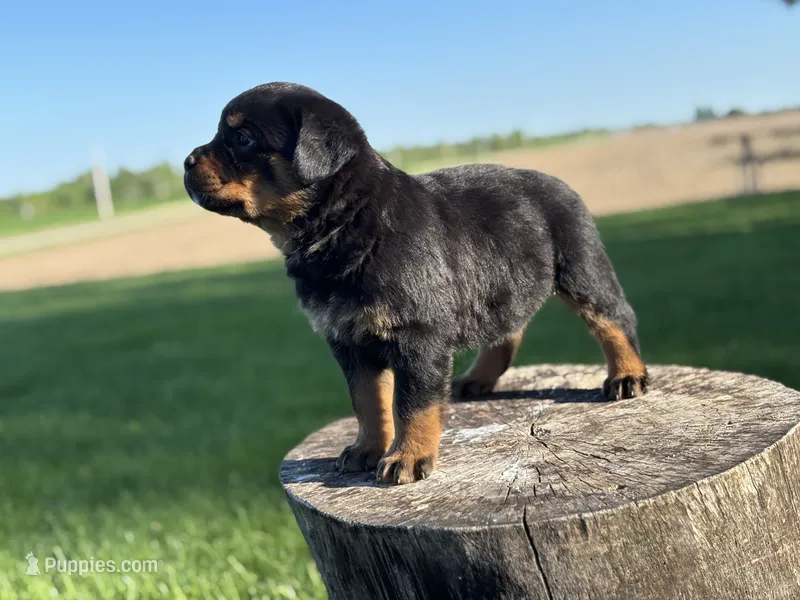 Rotty  – Rottweiler puppy for sale in Sheldon, WI