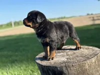 Rotty , a male Rottweiler for sale in Sheldon, WI – 1 of 2