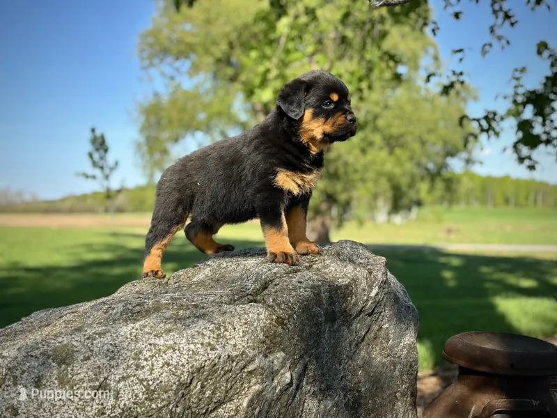 Rotty  – Rottweiler puppy for sale in Sheldon, WI
