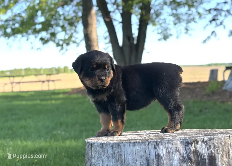 Kia – Rottweiler puppy for sale in Sheldon, WI