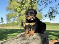 Rotty , a male Rottweiler for sale in Sheldon, WI – 1 of 2