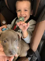 George , a male American Bulldog and Shih Tzu for sale in Aurora, CO – 4 of 5