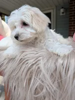 Dixie, a female Havapoo for sale in Mansfield, OH – Photo 8 of 9