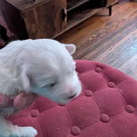 Dixie, a female Havapoo for sale in Mansfield, OH – Photo 4 of 9