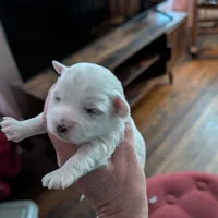 Dixie, a female Havapoo for sale in Mansfield, OH – Photo 1 of 9