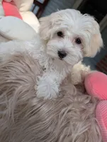 Dixie, a female Havapoo for sale in Mansfield, OH – Photo 6 of 9