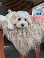 Dixie, a female Havapoo for sale in Mansfield, OH – Photo 7 of 9