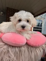 Dixie, a female Havapoo for sale in Mansfield, OH – Photo 5 of 9